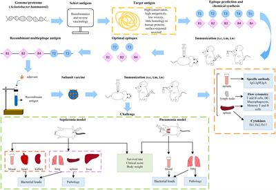 Subunit vaccines for Acinetobacter baumannii